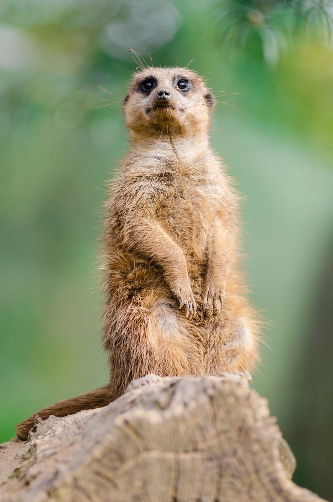 Meerkat standing, desert animal. Free public domain CC0 photo.