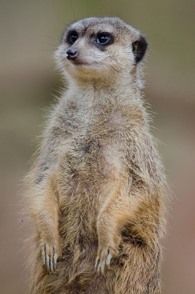 Meerkat's face closeup, wildlife. Free public domain CC0 photo.