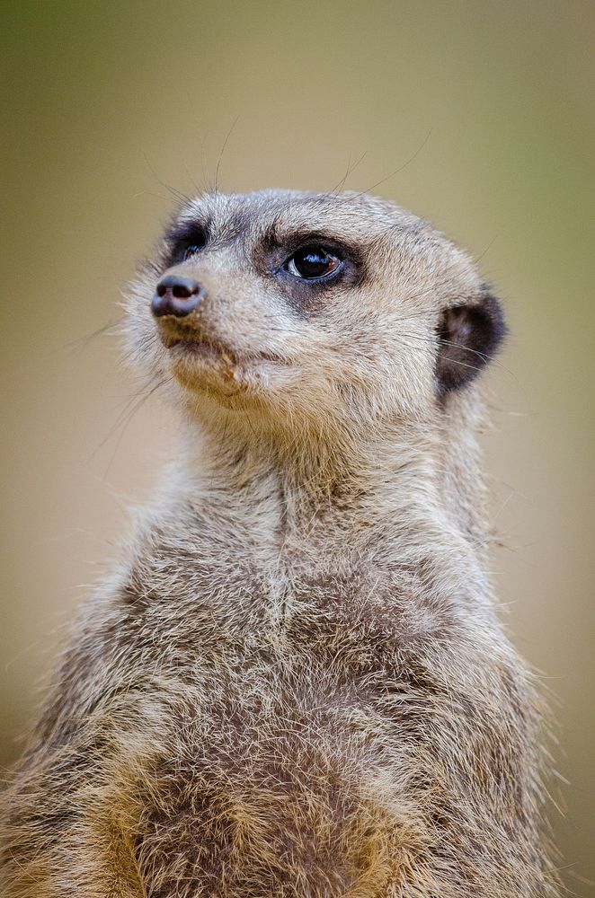 Meerkat's face closeup, wildlife. Free public domain CC0 photo.