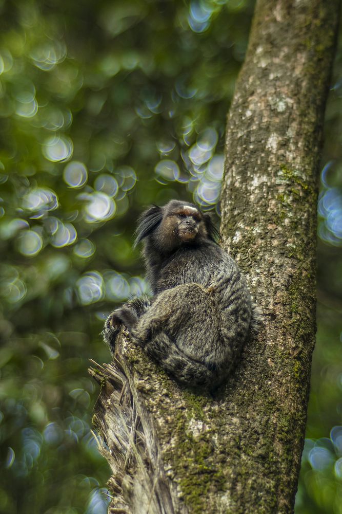 Callitrichidae monkey. Free public domain CC0 image.