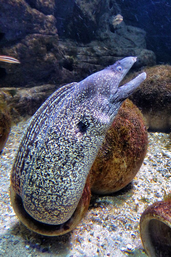 Moray eel fish close up. Free public domain CC0 photo.