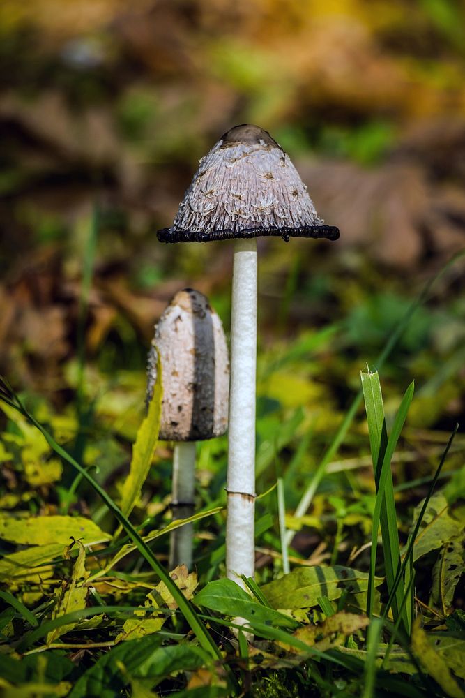 Brown mushroom with thin stem. Free public domain CC0 image.