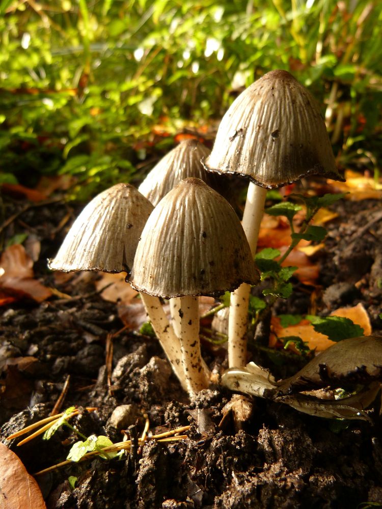 Brown mushroom on the forest floor. Free public domain CC0 photo.