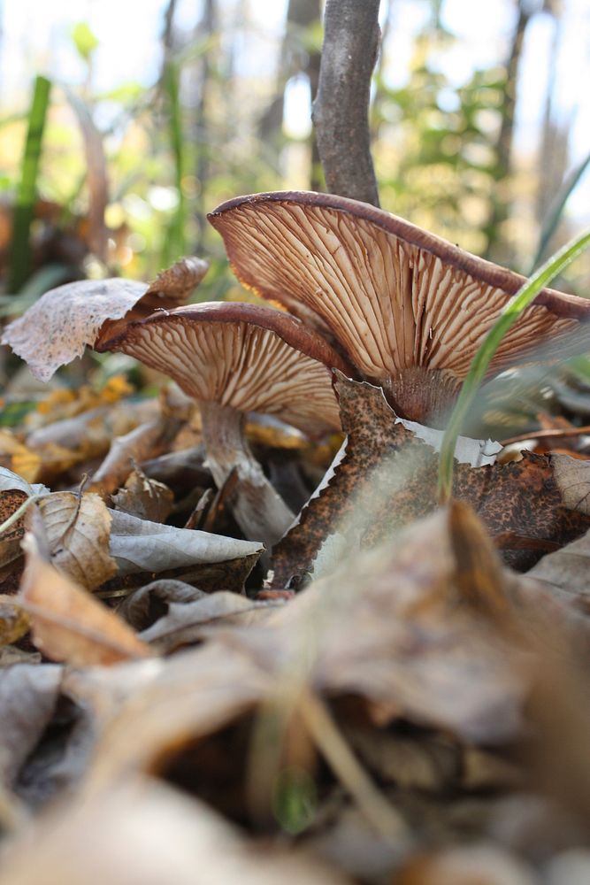 Copper Spike mushroom in the woods. Free public domain CC0 photo.