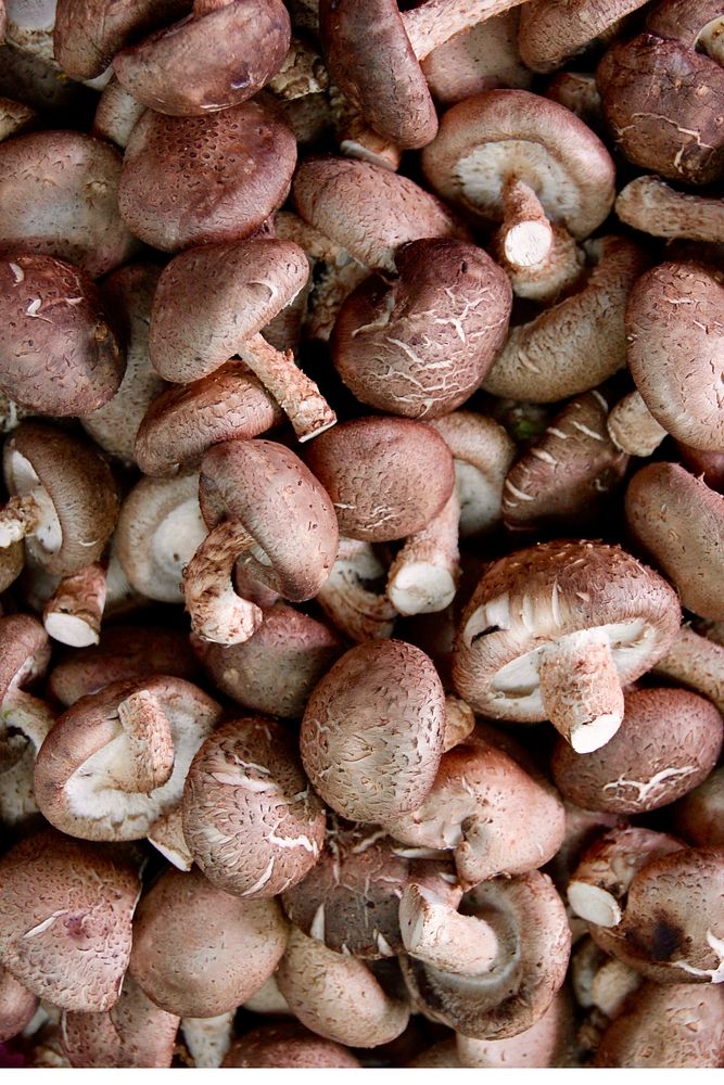 Group of edible mushrooms. Free public domain CC0 photo.