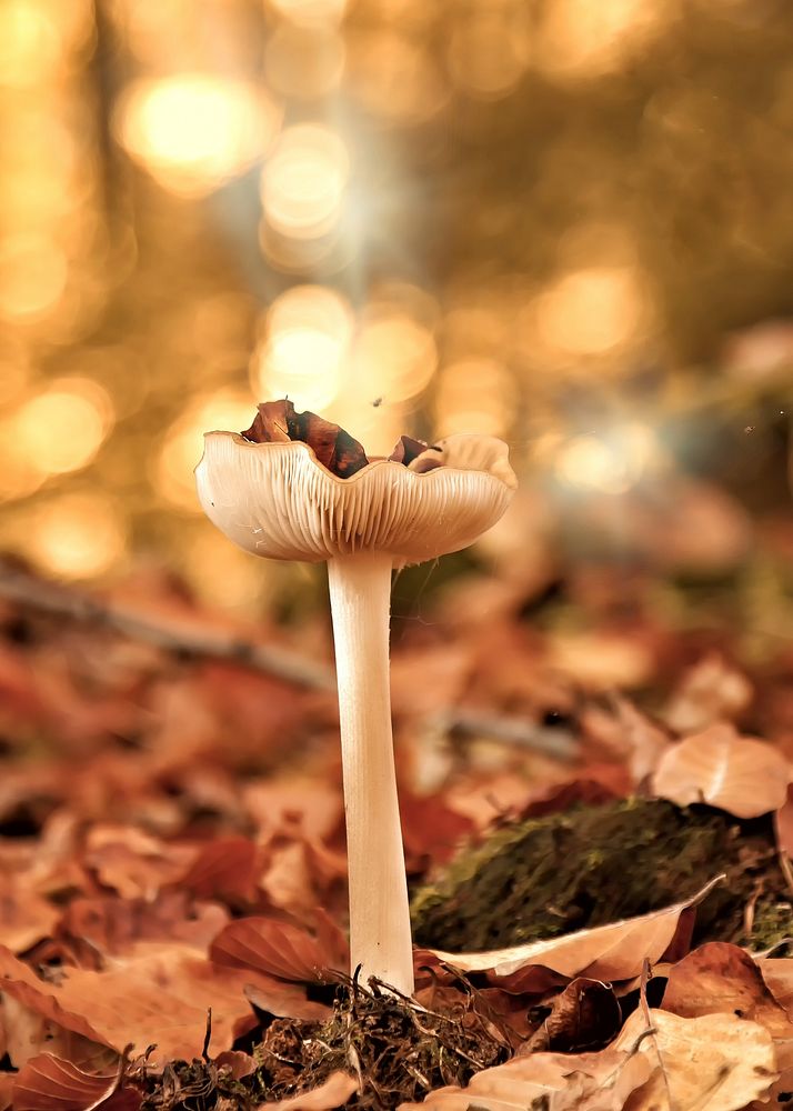 Brown mushroom on the forest floor. Free public domain CC0 photo.