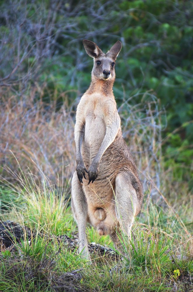 Kangaroo, Australian animal image. Free public domain CC0 photo.