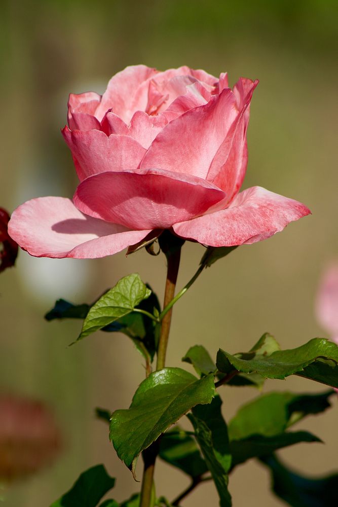 Pink rose background. Free public domain CC0 image.