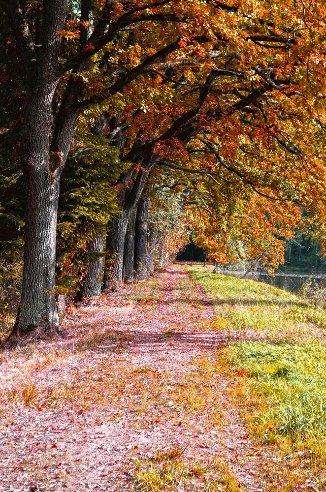 Beautiful Autumn forest background. Free public domain CC0 photo.