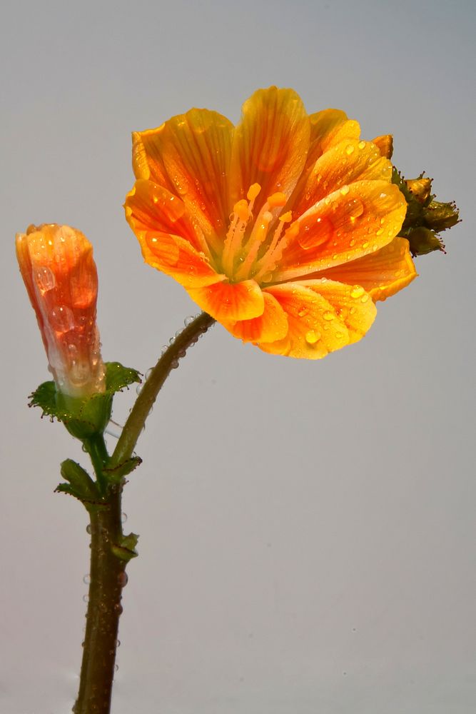 Orange flower closeup. Free public domain CC0 image.