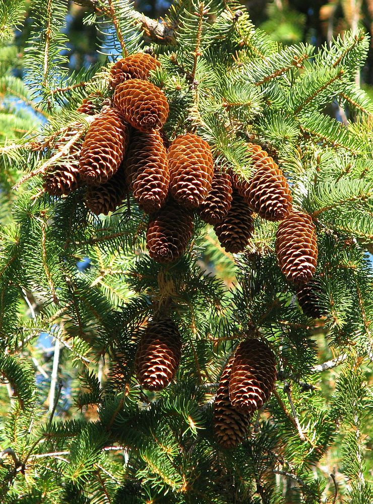 Closeup on conifer cones hanging in tree. Free public domain CC0 photo.