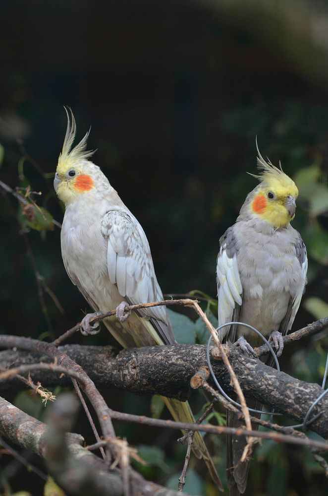Cute Parakeet birds. Free public domain CC0 image.