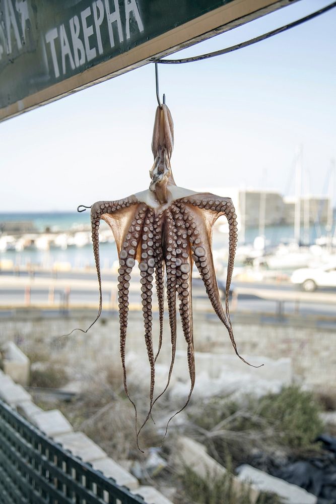 Dried octopus hanging outdoors. Free public domain CC0 photo.