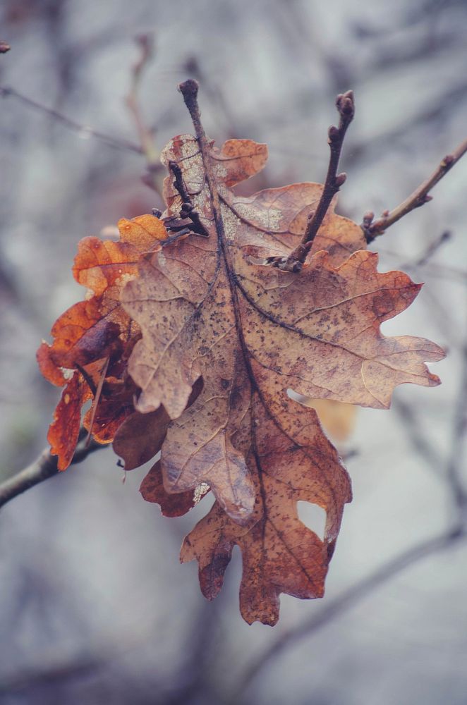 Autumn leaf. Free public domain CC0 photo