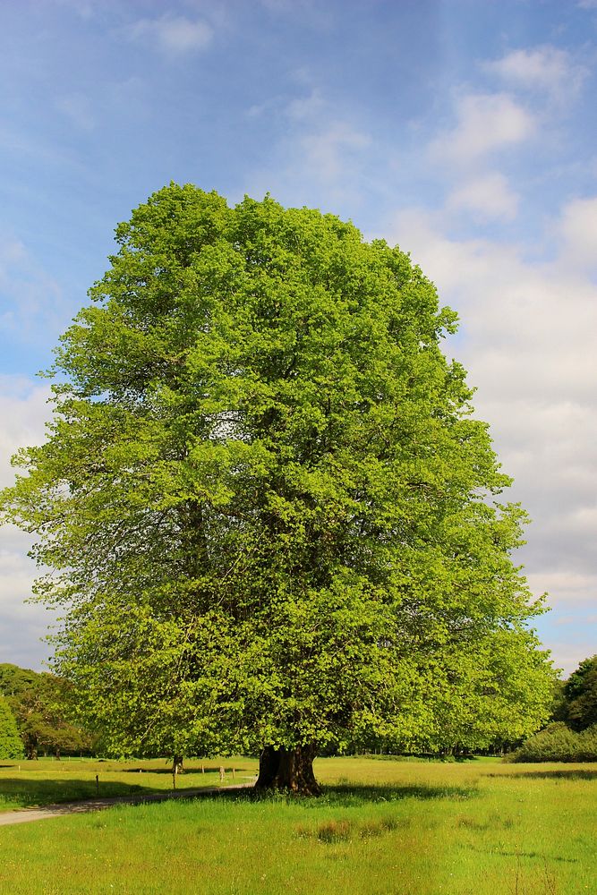 Big giant tree. Free public domain CC0 photo