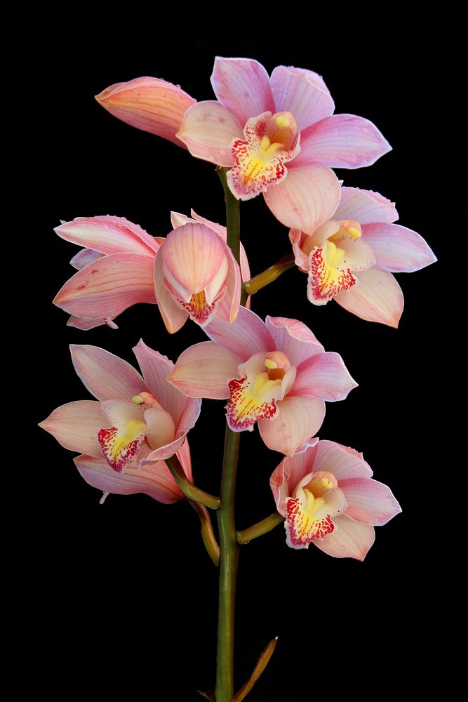 Pink boat orchid background. Free public domain CC0 photo.