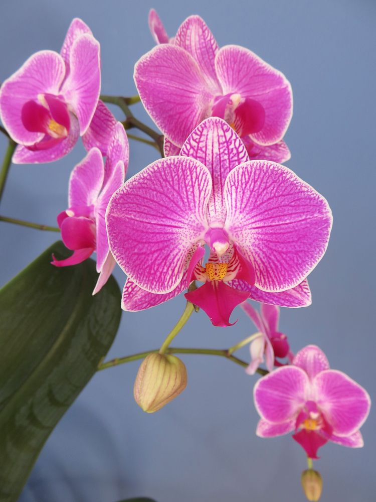 Pink moth orchid. Free public domain CC0 image.