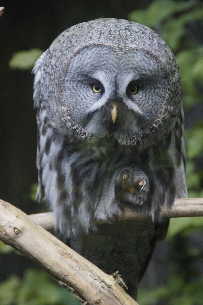 Great grey owl close up. Free public domain CC0 photo.