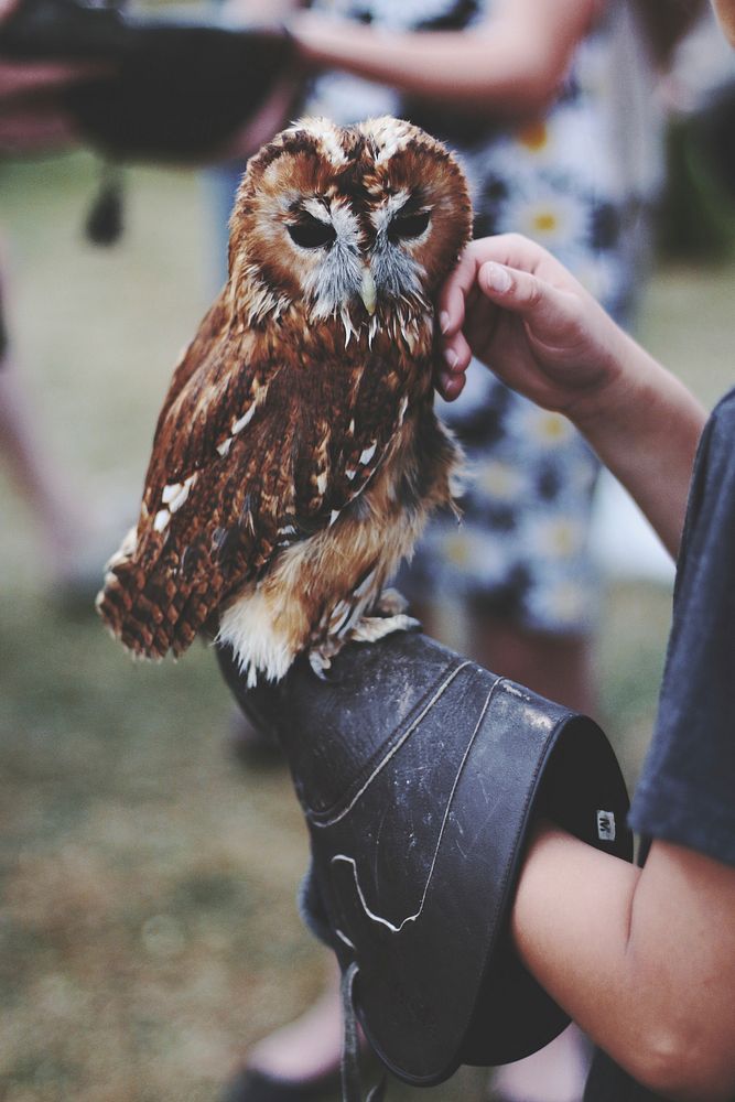 Owl and handler. Free public domain CC0 image.