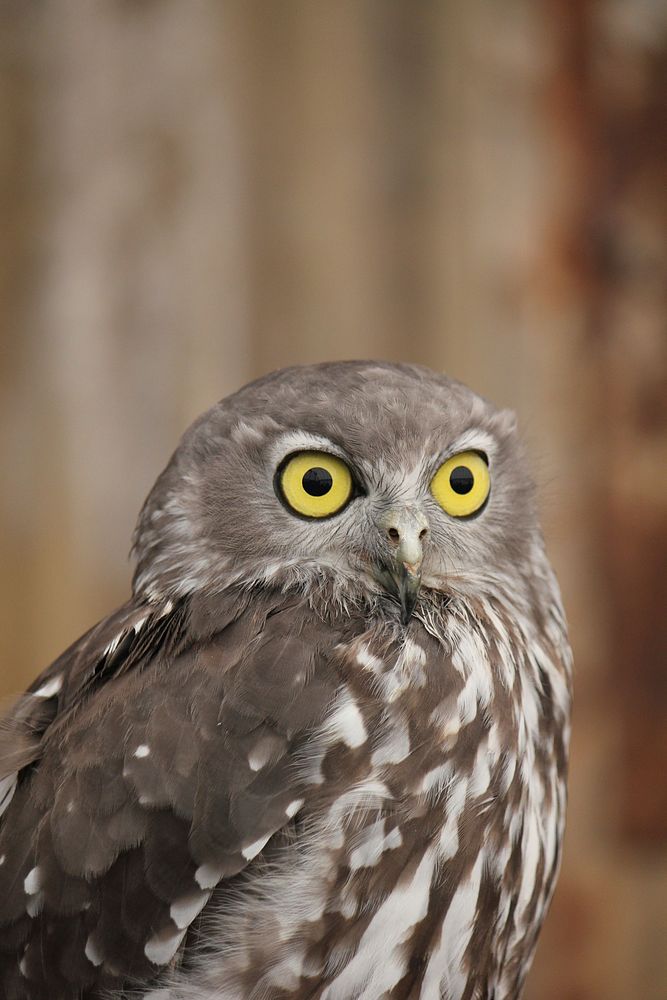 Barking owl head close up. Free public domain CC0 photo.