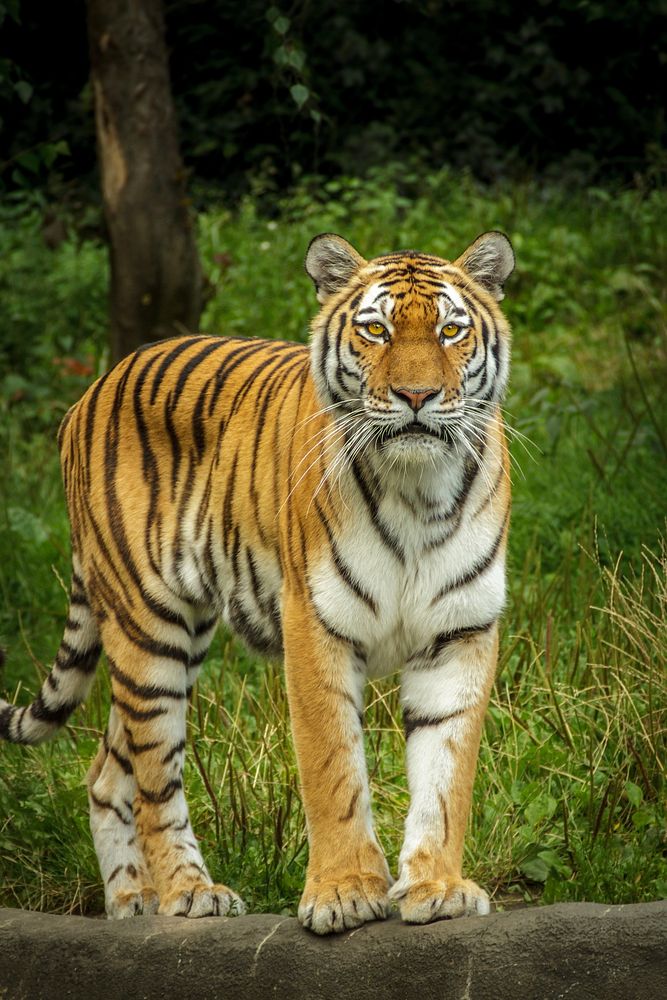 Grumpy tiger standing image. Free public domain CC0 photo.