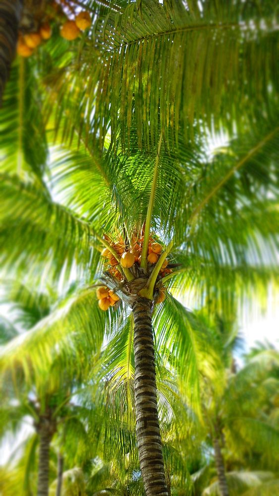 Palm tree background. Free public domain CC0 photo.