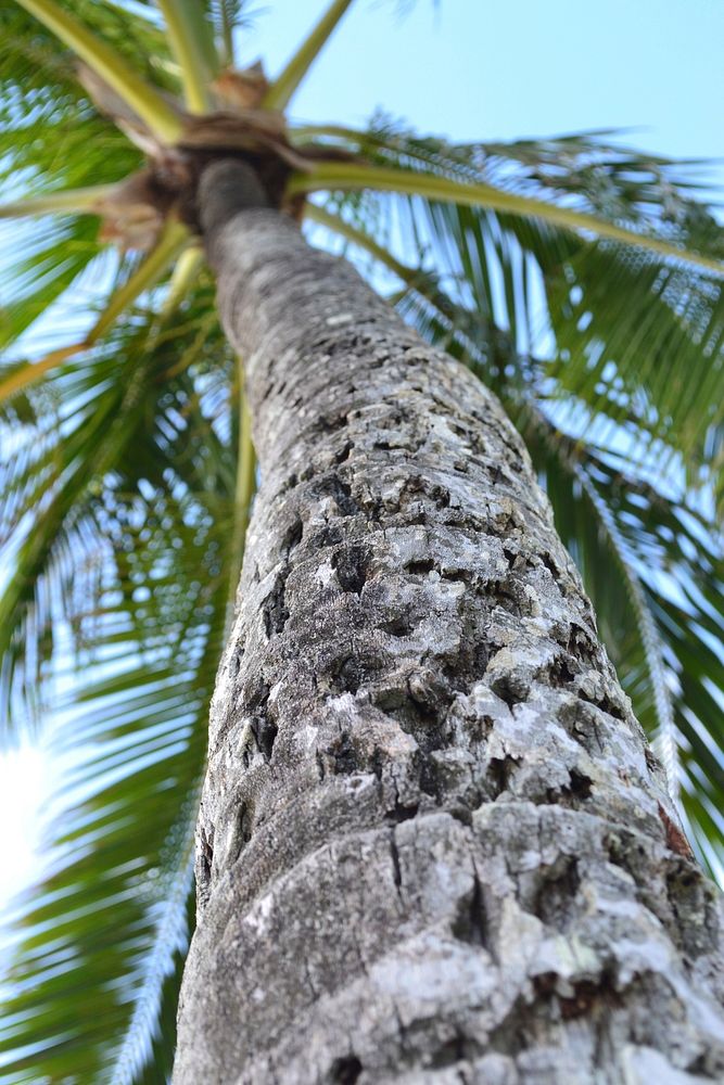Palm tree from below. Free public domain CC0 photo.