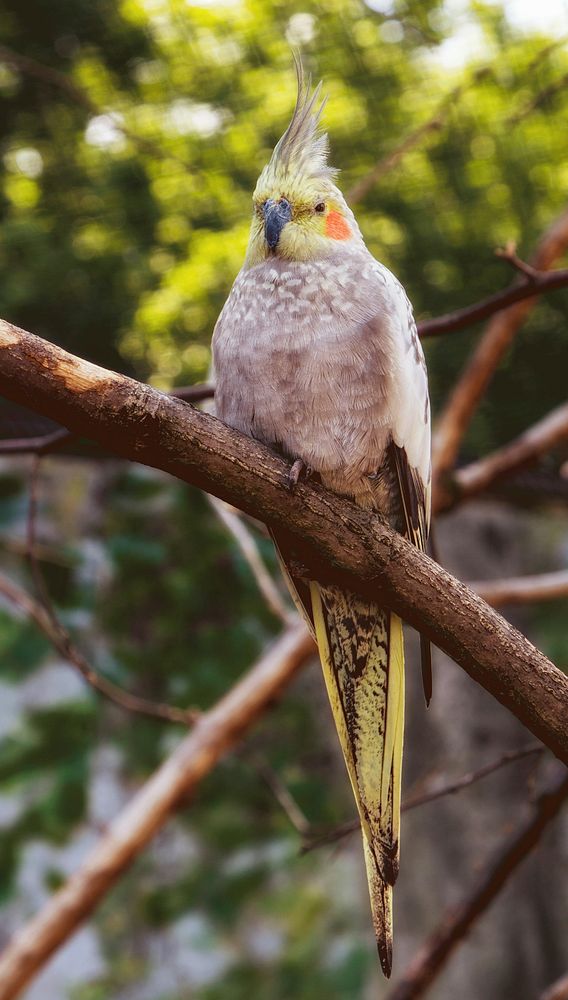Parakett bird photo. Free public domain CC0 image.