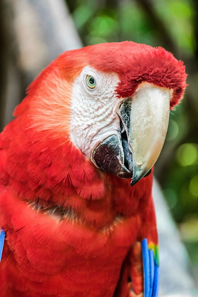 Cute Macaw bird, close up. Free public domain CC0 image.