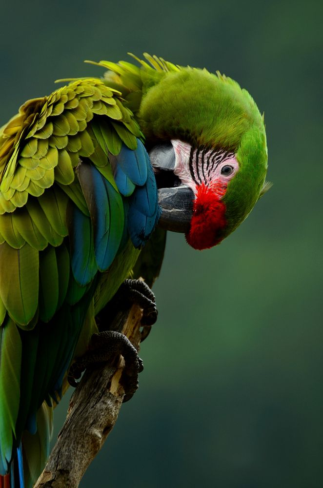 Green macaw parrot photo. Free public domain CC0 image.