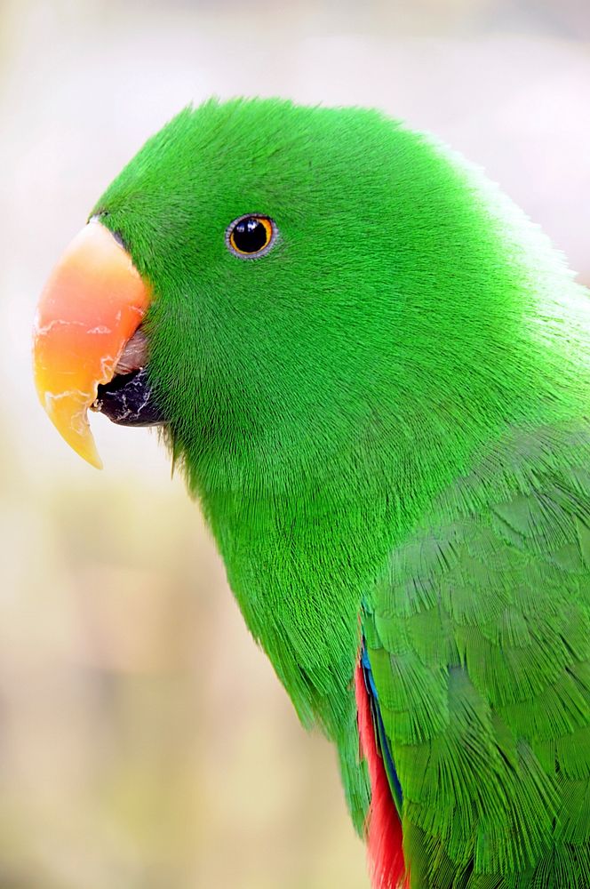 Scaly-breasted lorikeet parrot. Free public domain CC0 image.