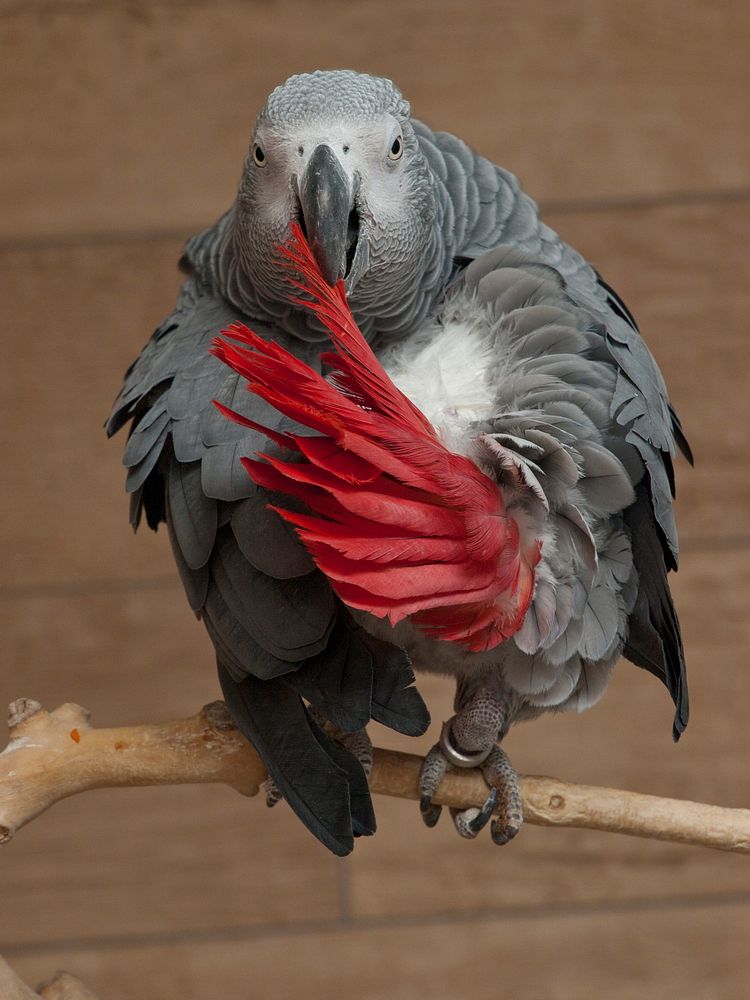 African grey parrot bird. Free public domain CC0 image.