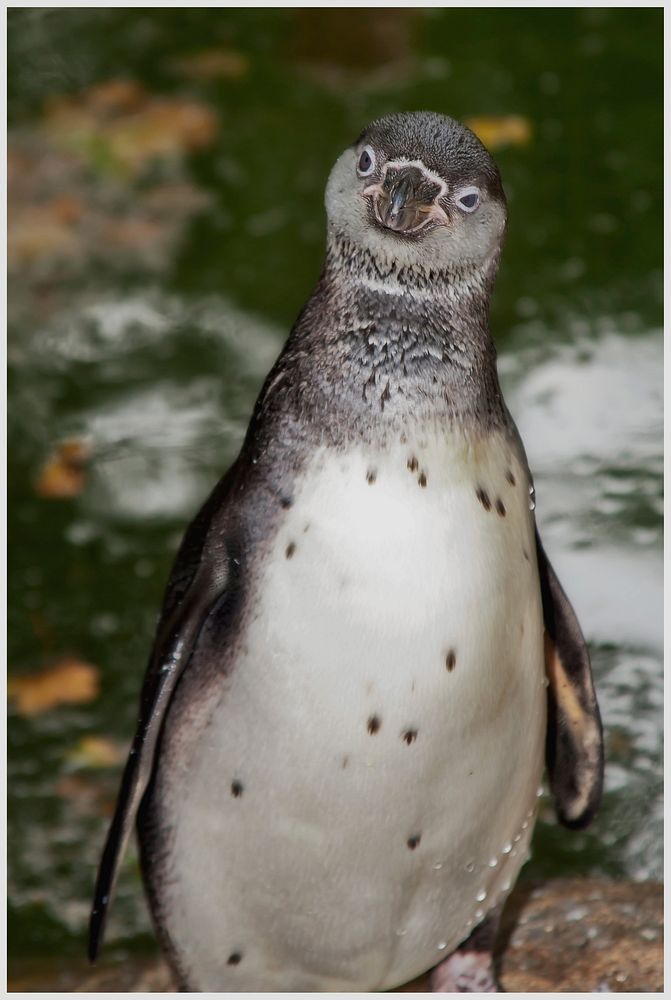 Staring humboldt penguin close up. Free public domain CC0 photo.