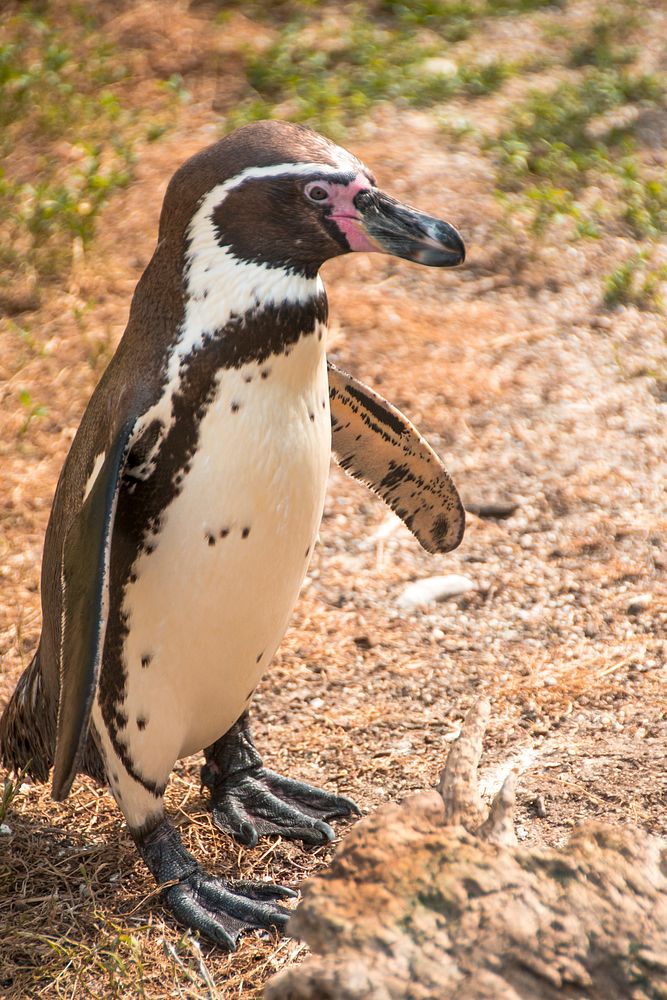 Standing humboldt penguin close up. Free public domain CC0 photo.
