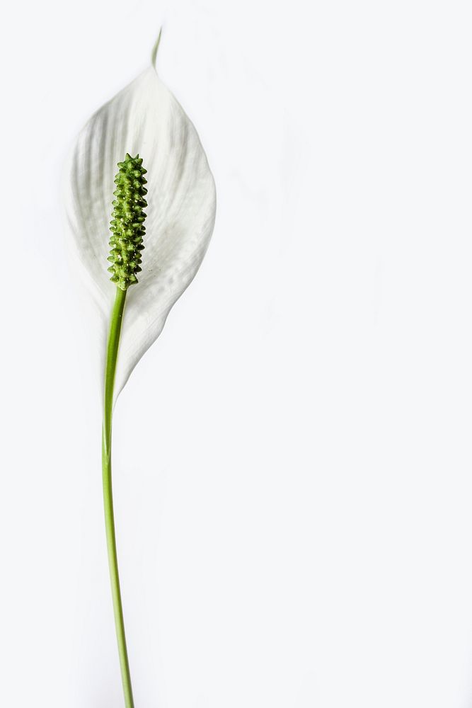 Peace lily background. Free public domain CC0 image.