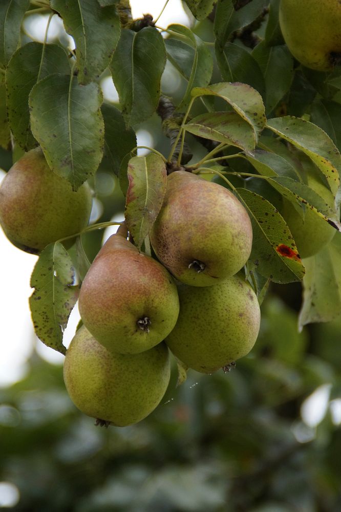 Green pears growing on tree. Free public domain CC0 image. 