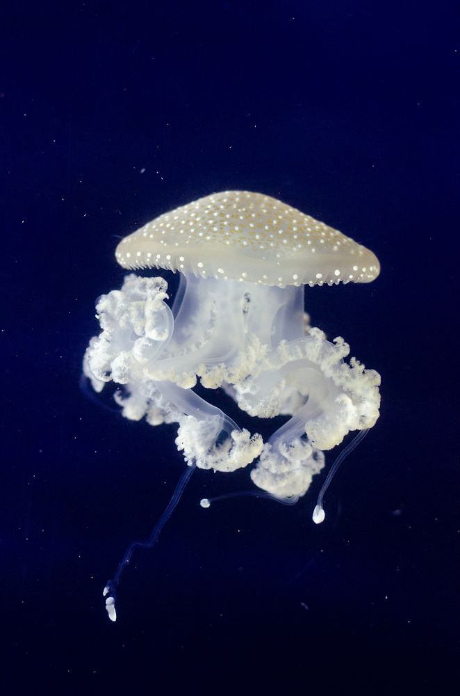 Bright jellyfish floating alone. Free public domain CC0 photo.