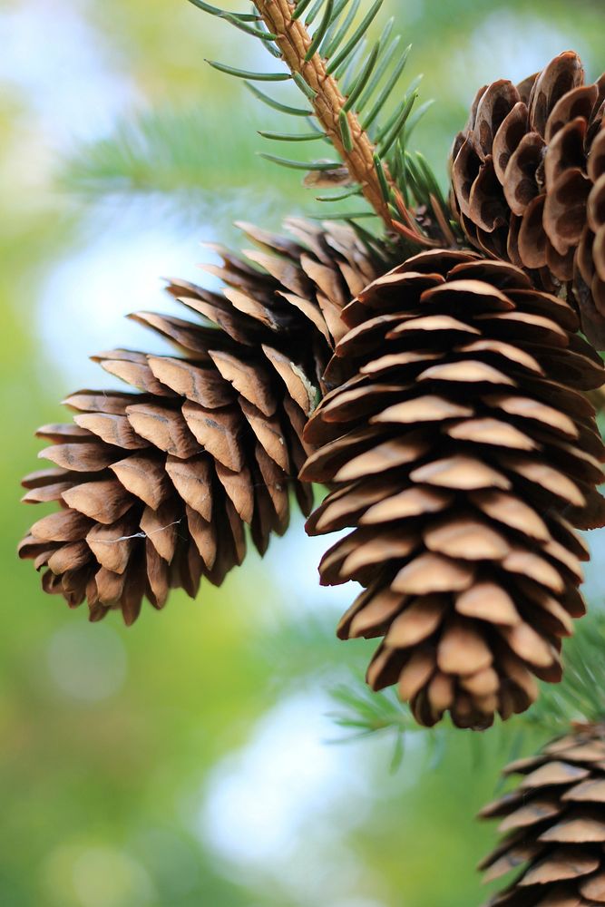 Pine cone. Free public domain CC0 image.