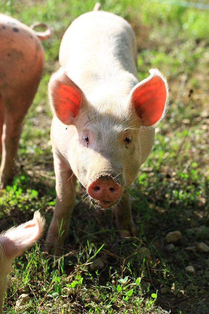 Pig, hog industry. Free public domain CC0 photo.