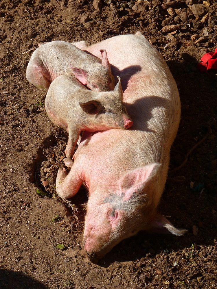 Cute tiny piglets. 