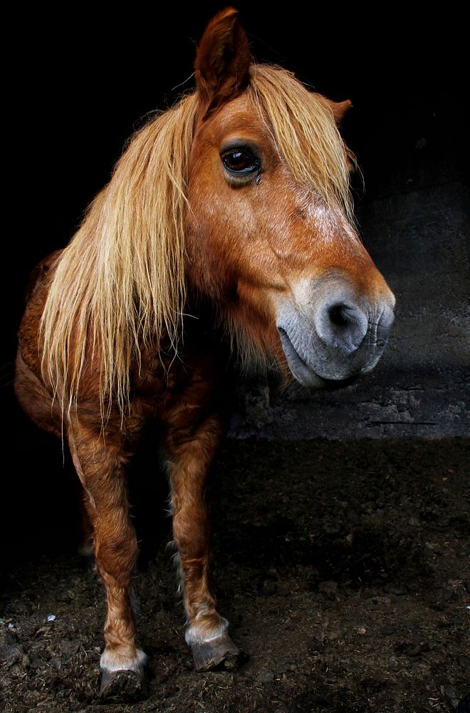 Miniature Shetland pony, animal photography. Free public domain CC0 image.