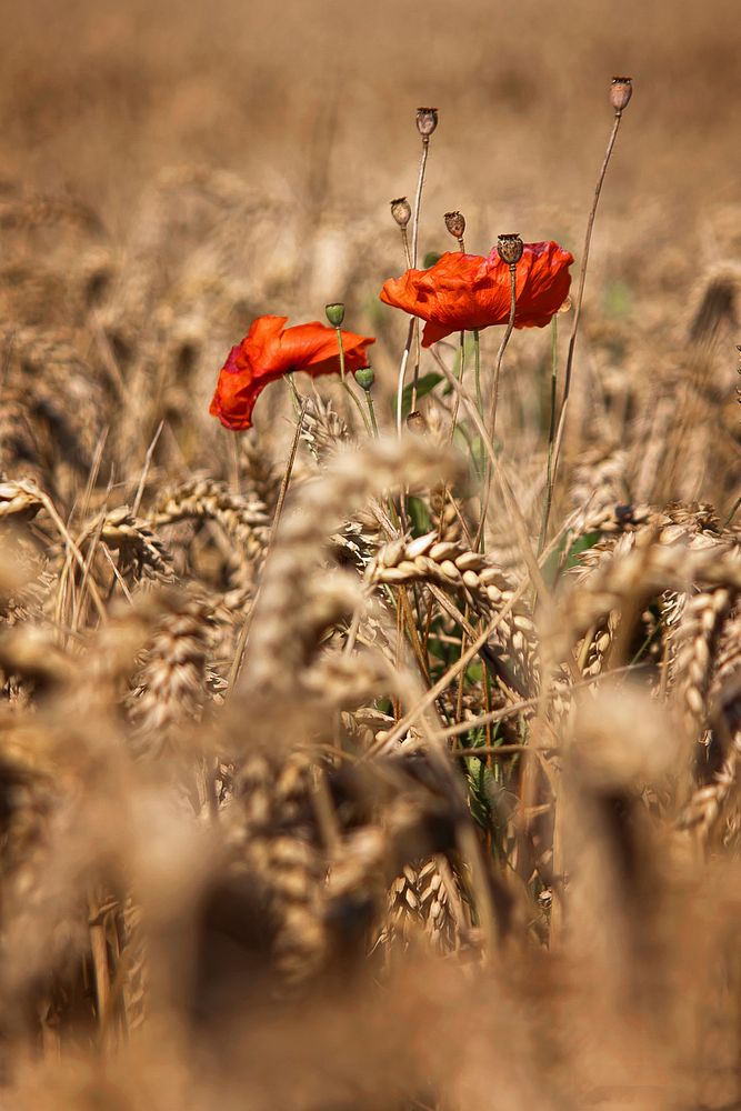 Red poppy background. Free public domain CC0 image.