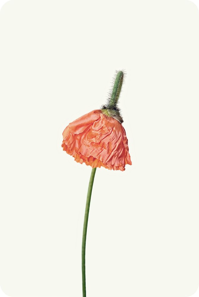 Red poppy background. Free public domain CC0 image.