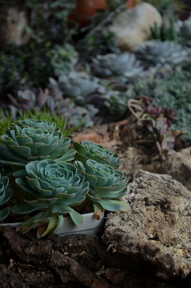 Succulent background. Free public domain CC0 image.