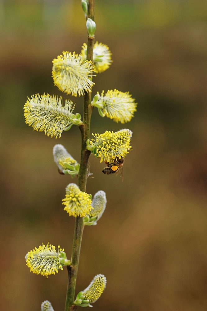 Bee, pollination. Free public domain CC0 image.