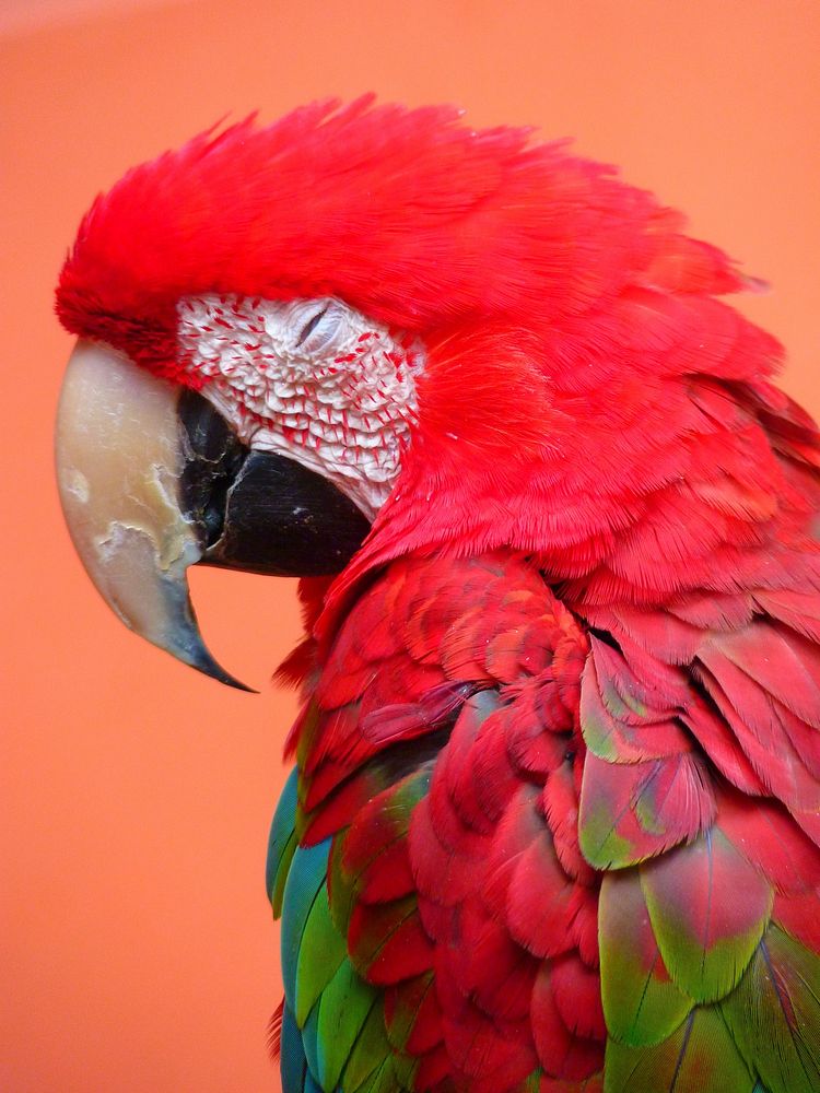 Cute Macaw bird, close up. Free public domain CC0 image.