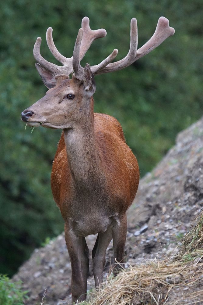 Deer, animal, wildlife background. Free public domain CC0 photo.