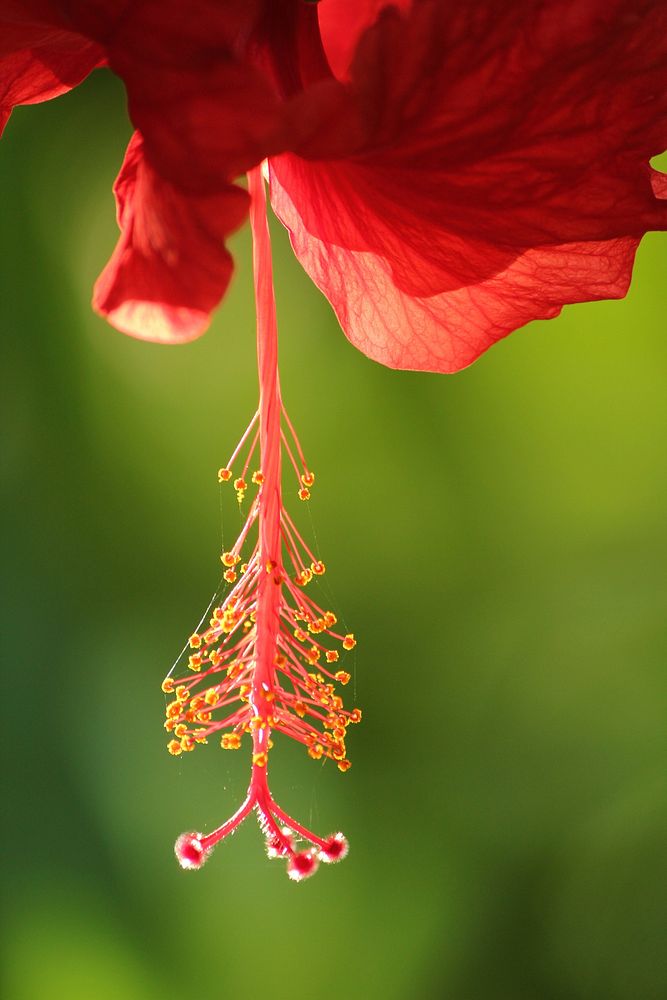 Red hibiscus. Free public domain CC0 image.