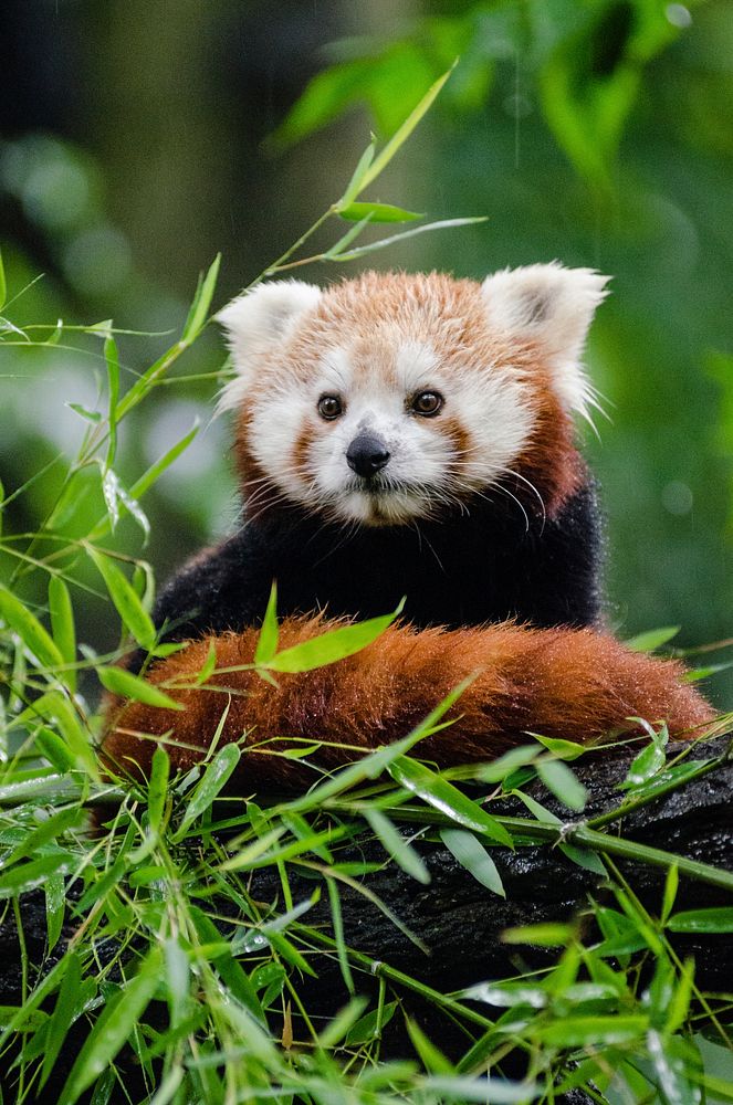 Cute red panda background, wildlife image. Free public domain CC0 photo.