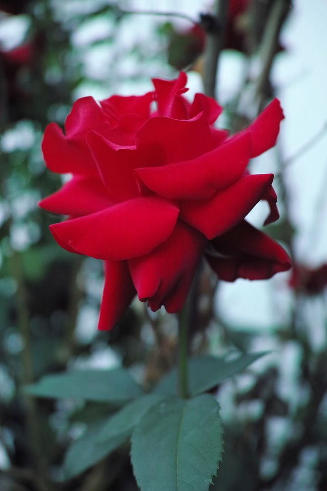 Red rose background. Free public domain CC0 photo.